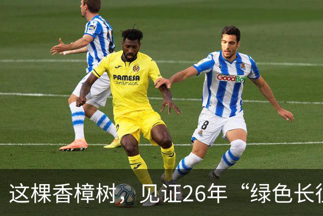 这棵香樟树，见证26年“绿色长征”
